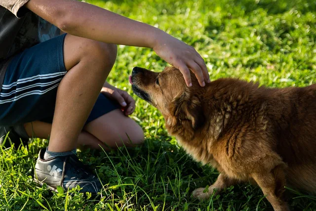dog, man, pet, owner, grass, park, field, puppy, canine, friendship, nature, companion, friends, animal, mammal, petting. Bogføring og fakturering: Krav og systemer til små virksomheder
